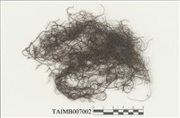 藏品(耳葉蘚屬)的圖片